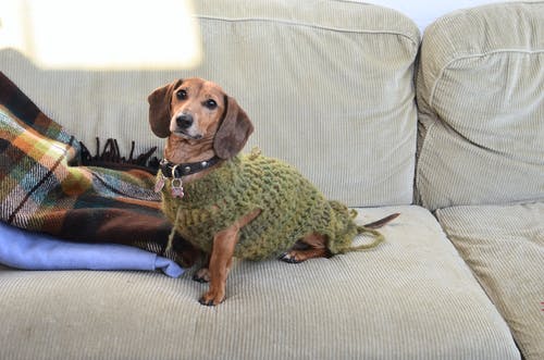 What to know about buying jumpers for your furry best friend
