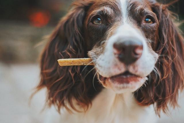 Why You Should Give Your Dog A Bone
